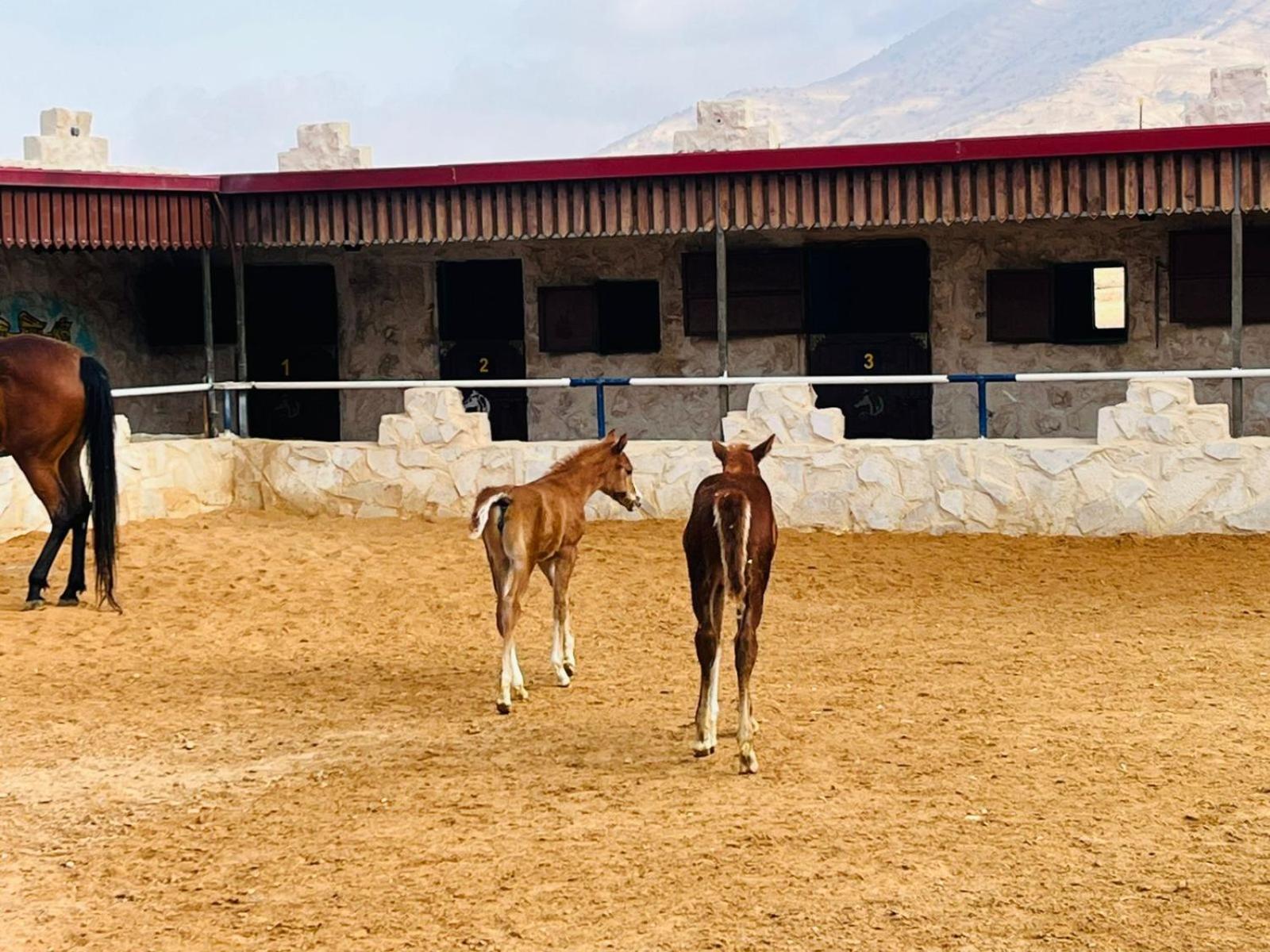 Petra Royal Ranch Bed & Breakfast Wadi Musa Dış mekan fotoğraf